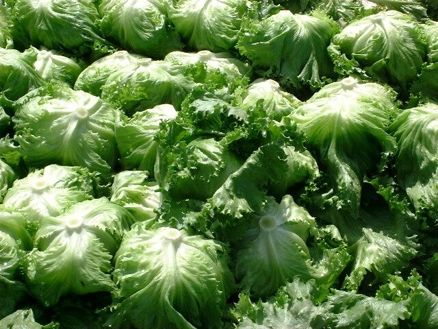 北海道知事が川上村を模倣